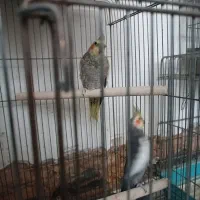 عروس هلندی|پرنده|صحنه, |دیوار