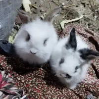 بچه خرگوش لیو هند و لپ