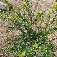 زمین باغ شهری