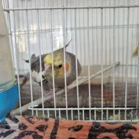 عروس هلندی|پرنده|تربتحیدریه, اندیشه|دیوار