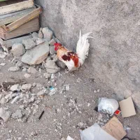 خروس