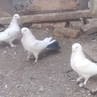 یک بوم کبوتر صدابالدار