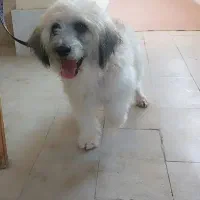 واگزاری سگ شیتزو