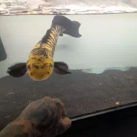 ماهی چانا یلومارو ۶۵ سانت (سایروس)|ماهی|شاهدشهر, |دیوار