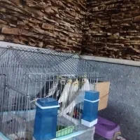 ی جفت عروس هلندی  همراه با ۳تا جوجه عروس دو ماهه|پرنده|بیضا, |دیوار