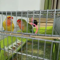 طوطی برزیلی.بدون قفس.دو عدد طوطی