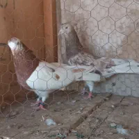 کفتر پرشی|پرنده|قم, آذر (نکویی)|دیوار