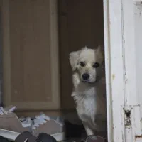 واگذاری پامراشپیتز