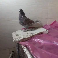 کبوتر نشون دار|پرنده|قم, پردیسان|دیوار