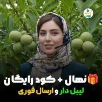 فروش انواع و ارقام نهال گردو رقم تجاری و صادراتی