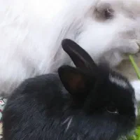 سرپرست مهربون و متعهد میخوام واسه بچه خرگوشام|موش و خرگوش|آبادان, |دیوار