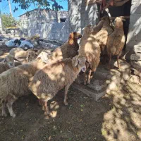 گوسفندان|حیوانات مزرعه|اسلام آباد, |دیوار