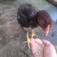 خروس لار ۸ماه