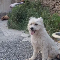 سگ شیتزو خرسی نر معامله