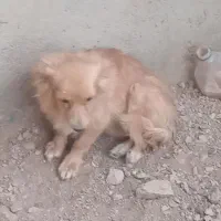 سگ پای|سگ|خمینی‌شهر, |دیوار