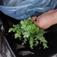 گل مصنوعی برای گل آرایی حجله وماشین عروس|گل مصنوعی|تالش, تالش|دیوار