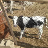 یک راس گوساله ماده شیری.یک راس گاو شیری