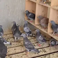 جوجه کبوتر زاتداره