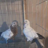 جوجه کبوتر پرشی بلند پرواز