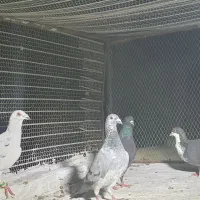 ۴ عددنرب ضمانت|پرنده|چابهار, |دیوار