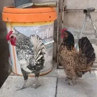 مرغ وخروس سیبرایت