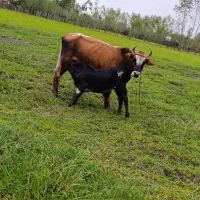 گاو وگوساله نر|حیوانات مزرعه|گوراب زرمیخ, |دیوار