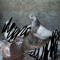 ۲ جفت جوجه جیر