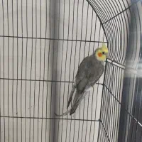 عروس هلندی|پرنده|باخزر, |دیوار