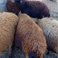 یک گوسفند افشار|حیوانات مزرعه|جوین, |دیوار