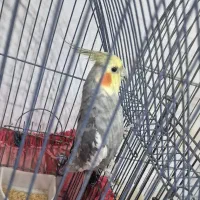 عروس هلندی