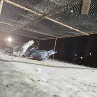 20 طوق جفتی650|پرنده|چابهار, |دیوار