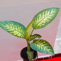 گل و گیاه اپارتمانی مقاوم دیفن باخیا پتوس|گل و گیاه طبیعی|زابل, |دیوار