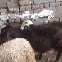 بره