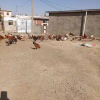 مرغ و خروس|حیوانات مزرعه|دهگلان, |دیوار