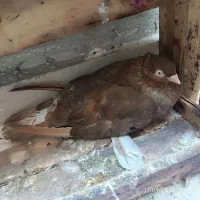 جفت سوسنی|پرنده|بندر ماهشهر, |دیوار