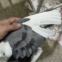 کفتر|پرنده|دورود, |دیوار