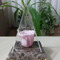 کادو گل جاودان|گل و گیاه طبیعی|شیراز, حافظیه|دیوار
