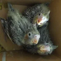 طوطی عروس هلندی جوجه
