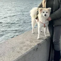 واگذاری سگ|سگ|تهران, میرداماد|دیوار