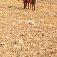 چارتا مادیان همه عرب وسواری|اسب و تجهیزات اسب‌سواری|اهواز, دانشگاه چمران|دیوار