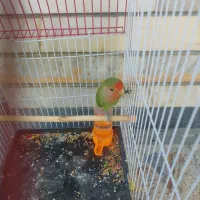 یک عددطوطی برزیلی