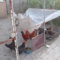 مرغ محلی تخم گزار