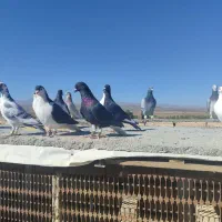 یک چخ پرشی|پرنده|مشهد, منزل آباد|دیوار
