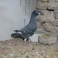 جوجه موشی گرگاتی|پرنده|مشهد, کارمندان دوم|دیوار