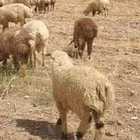 بره نر نژاد دار