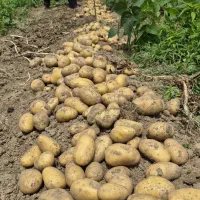 سیب زمینی محلی تازه برداشت درشت سرحال