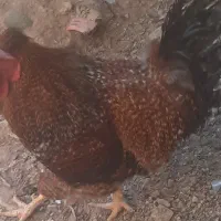 خروس جوان و زیبا