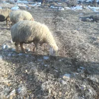 میش فابریک بابره