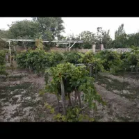 زمین در لنبی