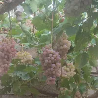 انگور برای ملاخ